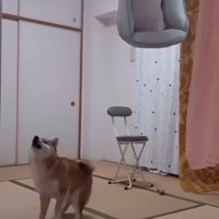後ろに下がっていく柴犬