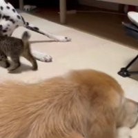 獲物はおりおりちゃん！！