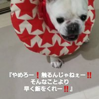 喋るフレンチブルドッグ