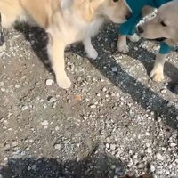兄弟が奇跡的に再会