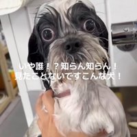 こちらを見つめる犬