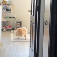 後ろ足