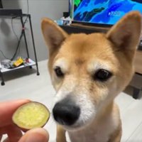 人間
