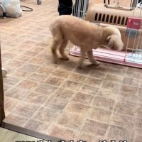 ケージに入っていくモカちゃん