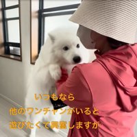飼い主を見つめるセブンちゃん