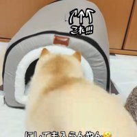 「うっ、狭すぎて無理…！」