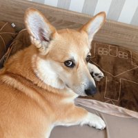 表情