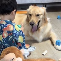 あくびをする犬