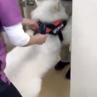 いつもこの歩き方なんだそう