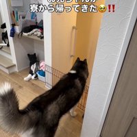 犬の後ろ姿1