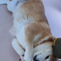 動物病院に来た3匹の柴犬⑩
