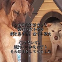 怯えた様子の犬