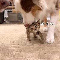 ワンコたちと子猫の再会4