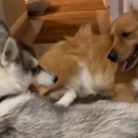 ちょっぴり抗議の視線