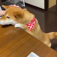 食事中の様子