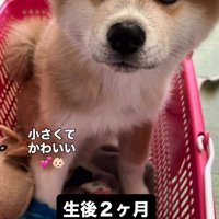 カゴの中に入る子犬