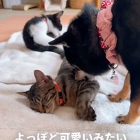 毛繕いする犬