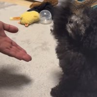 横から見たお手