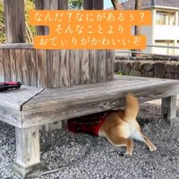 お尻がかわいいりんちゃん