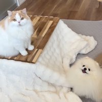 すっかりコタツが気に入った2匹