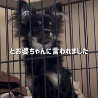 座っている黒い小型犬