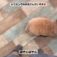 走る犬