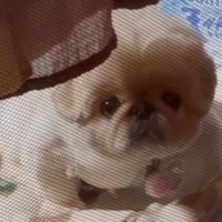 キョトン