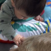 背中を撫でられる犬2