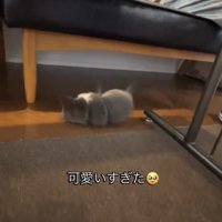 ソファの下へ転がる犬