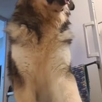 超大型犬のぽてまる君