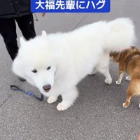 大福先輩とぽんたくん