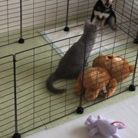 角に追いやられてあくびをする豆柴