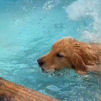 泳ぎ上手な友達犬に…