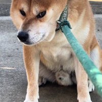 拒否柴選手権優勝候補♪