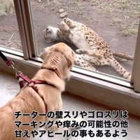 ゴロスリするチーター1