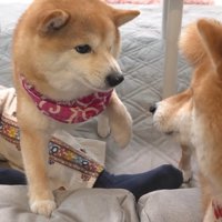 無実の豆じろうくんに激怒！