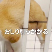 お尻が詰まってる！！