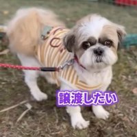 カメラ目線で立つ犬