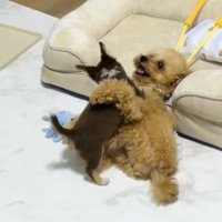 じゃれ合う2匹の犬