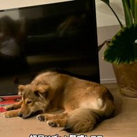 お迎え初日のラッキーくん