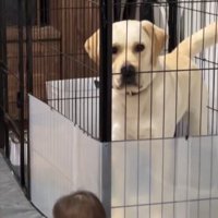 どうする？