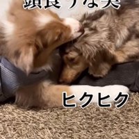先輩犬の頭を口に咥える子犬