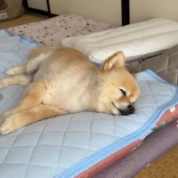 幸せそうなお顔で二度寝
