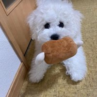 おもちゃを咥えたむぎ君