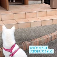 玄関から出てくる犬