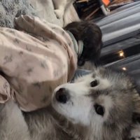 カメラをふり返るオスの犬