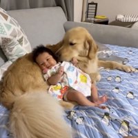 赤ちゃんに顔を寄せる犬