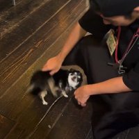 転がり始めるオレオちゃん