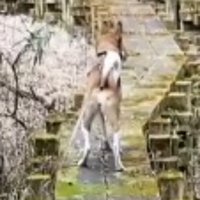 左の遊歩道を歩く立ち耳の犬
