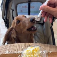 ヨーグルトを食べるエールくん